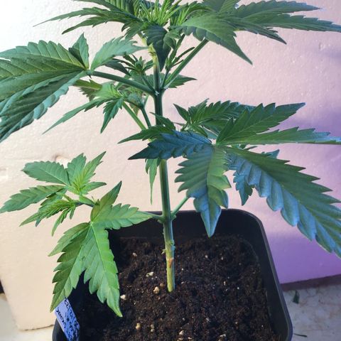 MASS #1 growlog timeline photo