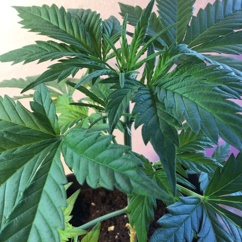 MASS #1 growlog timeline photo