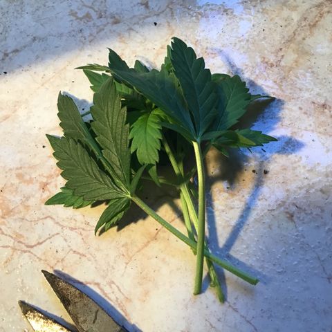 MASS #1 growlog timeline photo