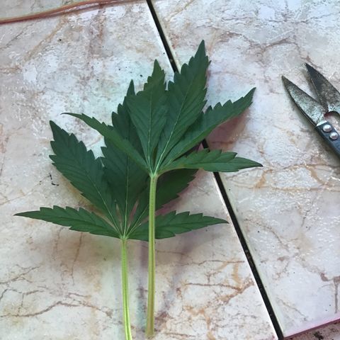 MASS #1 growlog timeline photo