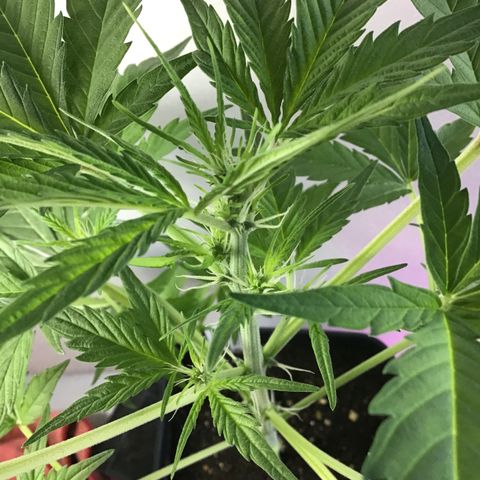 MASS #1 growlog timeline photo
