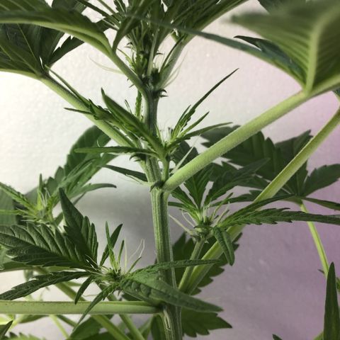 MASS #1 growlog timeline photo