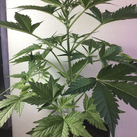 MASS #1 growlog timeline photo