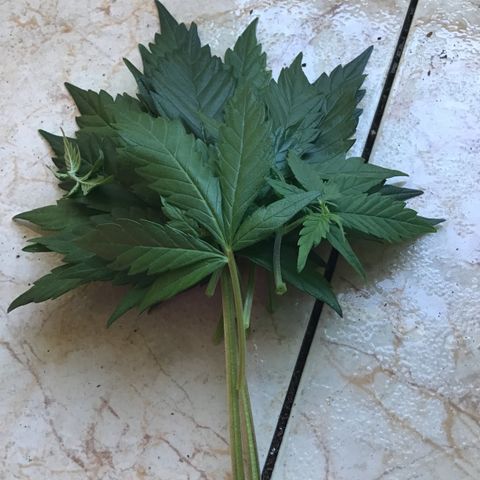MASS #1 growlog timeline photo