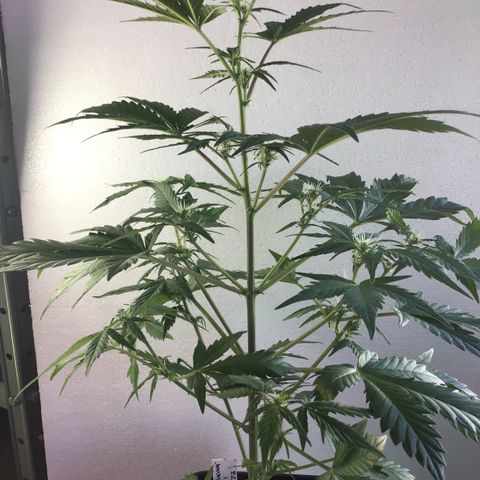 MASS #1 growlog timeline photo