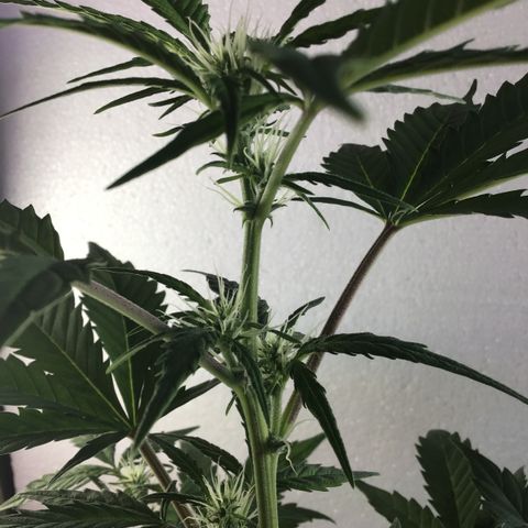 MASS #1 growlog timeline photo