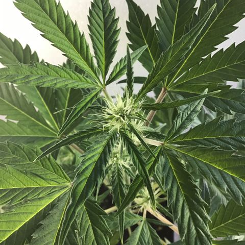 MASS #1 growlog timeline photo