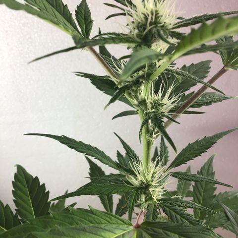 MASS #1 growlog timeline photo