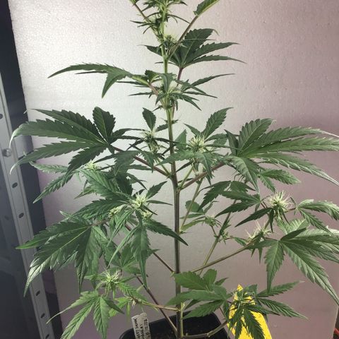 MASS #1 growlog timeline photo