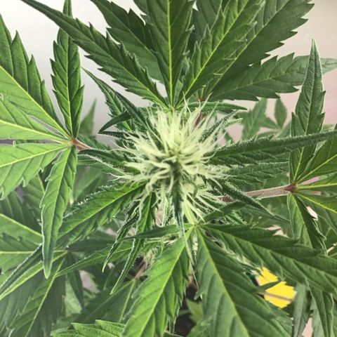 MASS #1 growlog timeline photo