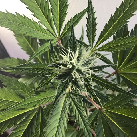MASS #1 growlog timeline photo
