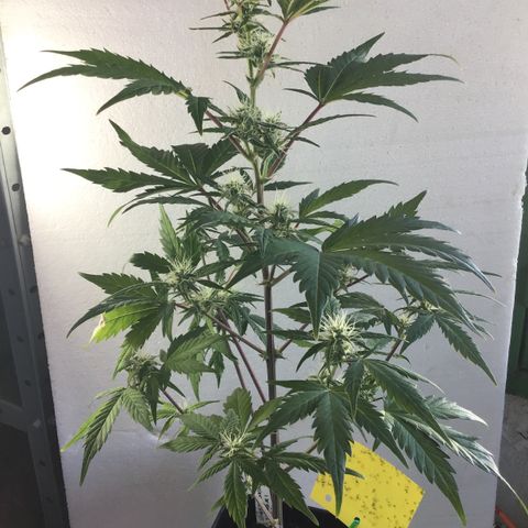 MASS #1 growlog timeline photo