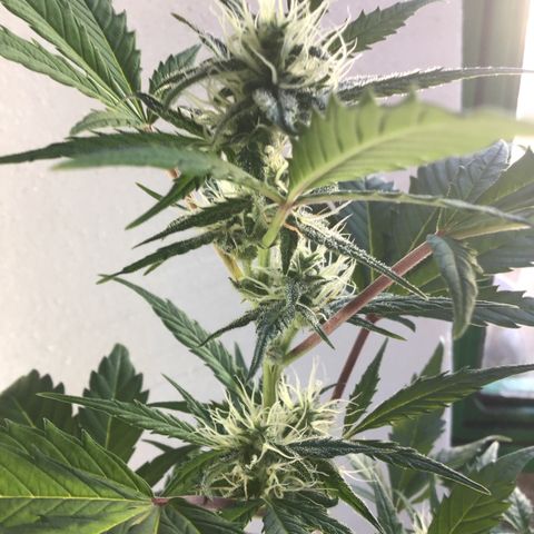 MASS #1 growlog timeline photo
