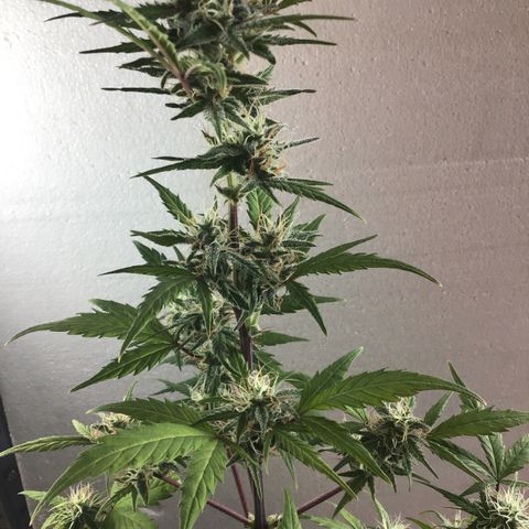 MASS #1 growlog timeline photo