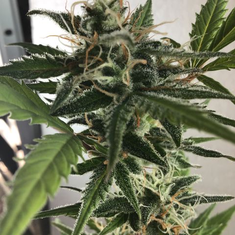 MASS #1 growlog timeline photo
