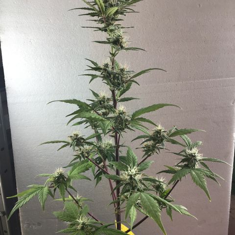 MASS #1 growlog timeline photo