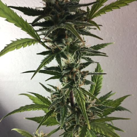 MASS #1 growlog timeline photo