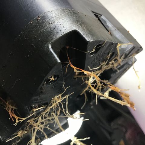 MASS #1 growlog timeline photo