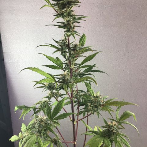 MASS #1 growlog timeline photo