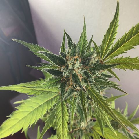MASS #1 growlog timeline photo