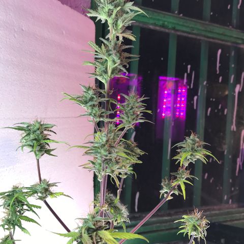 MASS #1 growlog timeline photo