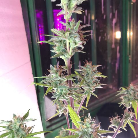 MASS #1 growlog timeline photo