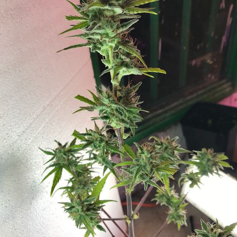 MASS #1 growlog timeline photo