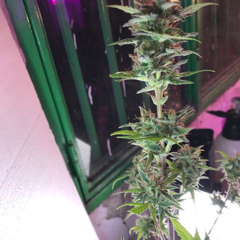 MASS #1 growlog timeline photo
