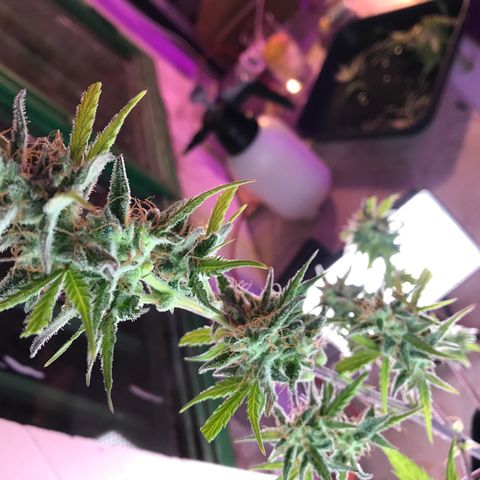 MASS #1 growlog timeline photo
