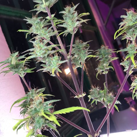MASS #1 growlog timeline photo