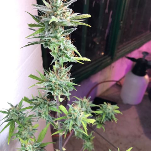MASS #1 growlog timeline photo