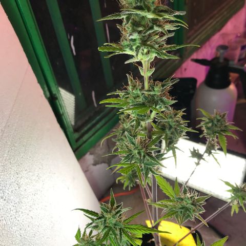 MASS #1 growlog timeline photo