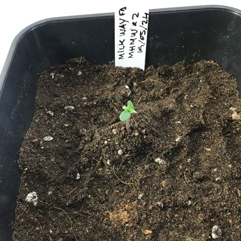 MHMW #2 growlog timeline photo