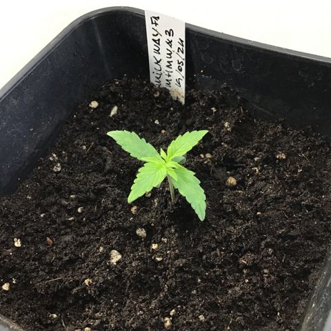 MHMW #3 growlog timeline photo