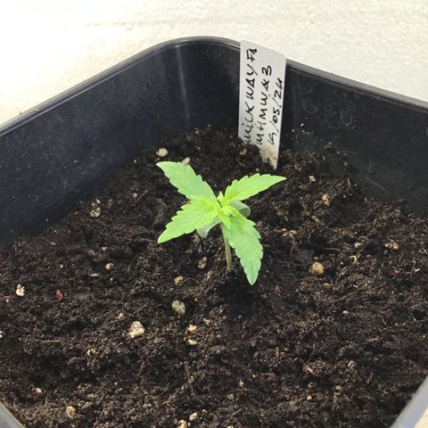 MHMW #3 growlog timeline photo