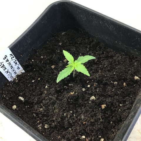 MHMW #3 growlog timeline photo