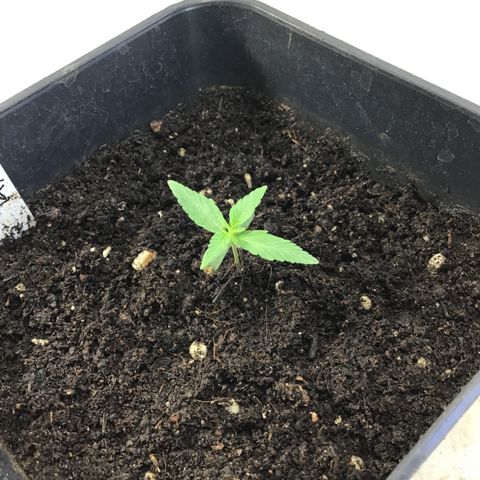 MHOR #5 growlog timeline photo