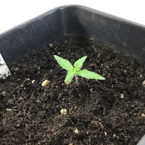 MHOR #5 growlog timeline photo