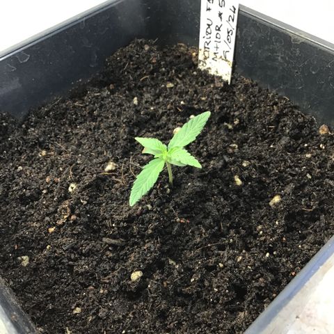 MHOR #5 growlog timeline photo