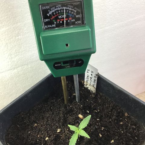 MHOR #5 growlog timeline photo