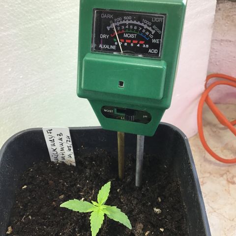 MHMW #3 growlog timeline photo