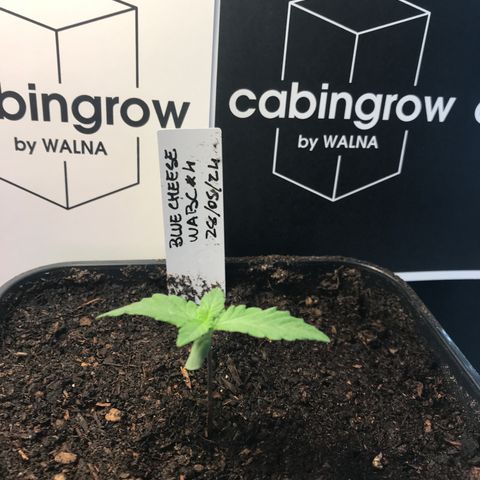 WABC #4 growlog timeline photo