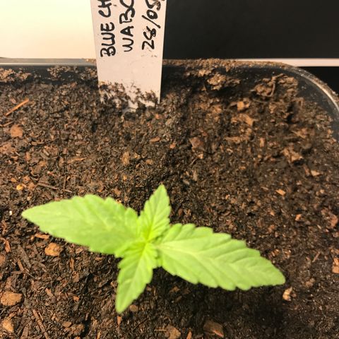WABC #4 growlog timeline photo