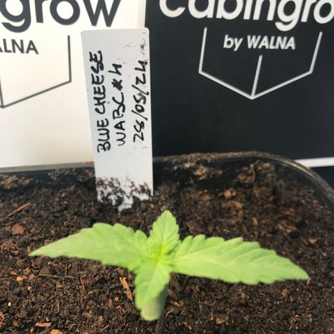 WABC #4 growlog timeline photo