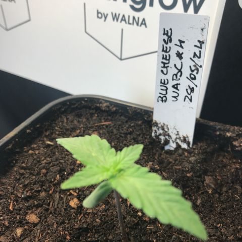 WABC #4 growlog timeline photo