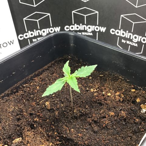 MHMW #2 growlog timeline photo