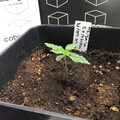 MHMW #2 growlog timeline photo