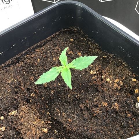 MHMW #2 growlog timeline photo