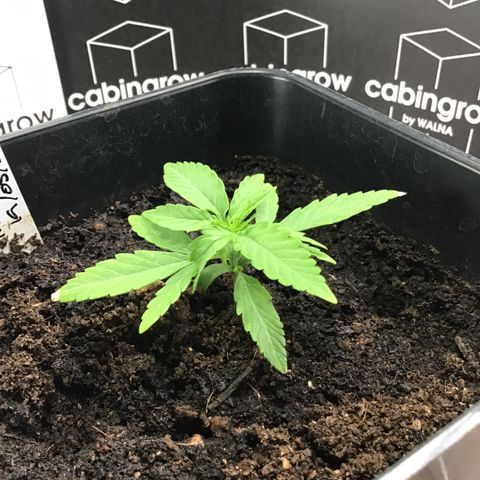 MHOR #5 growlog timeline photo