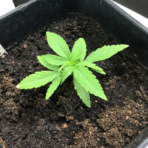 MHOR #5 growlog timeline photo